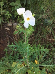 Argemone grandiflora