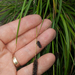 New Zealand Forest Sedge - Photo no rights reserved, uploaded by Peter de Lange
