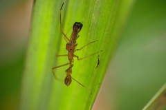 Myrmaplata plataleoides