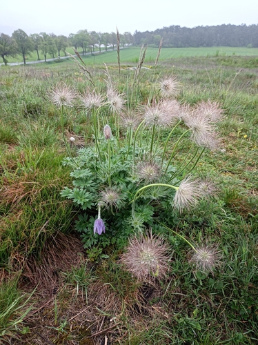 poniklec slovenský (Pulsatilla slavica)