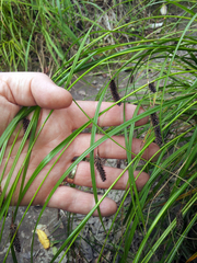 Carex solandri