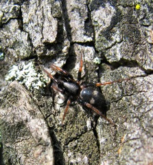 Sergiolus montanus