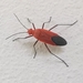 Leptocoris dispar - Photo 由 Cheryl Stinchcomb 所上傳的 (c) Cheryl Stinchcomb，保留部份權利CC BY