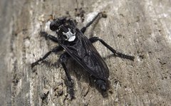 Pritchardia hirtipes