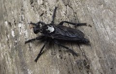 Pritchardia hirtipes