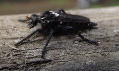 Pritchardia hirtipes