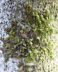 Frullania patula
