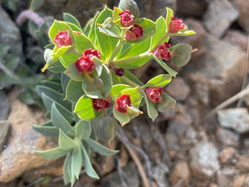 Euphorbia veneris