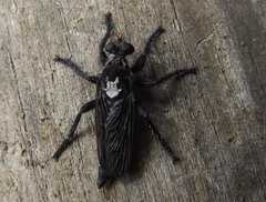 Pritchardia hirtipes