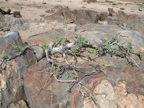 Image of Commiphora wildii by no rights reserved