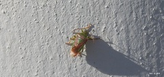 Acanthosoma spinicolle