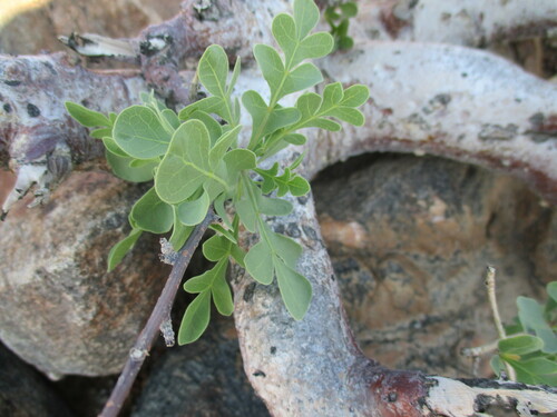 Image of Commiphora wildii by no rights reserved