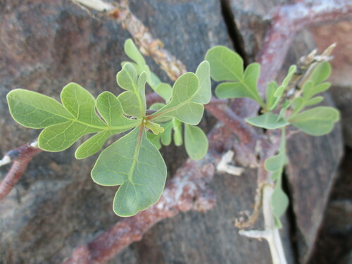 Commiphora wildii