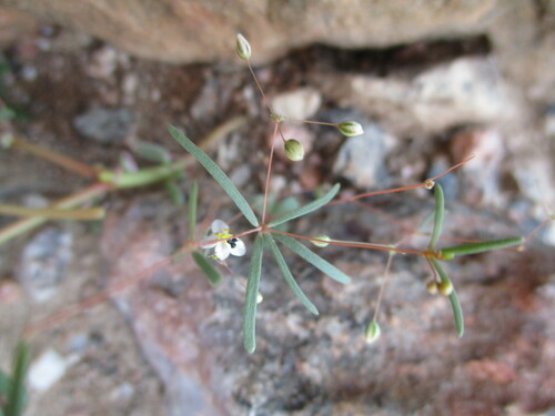 Image of Hypertelis cerviana by no rights reserved
