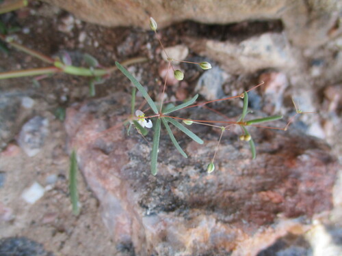 Image of Threadstem Carpetweed (Hypertelis cerviana) by no rights reserved