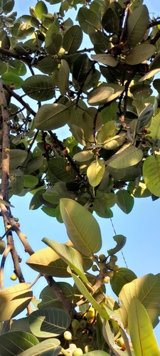 Image of Ficus trichopoda by (c) Rosemary Harrison, some rights reserved (CC BY-SA)
