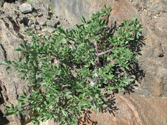 Commiphora oblanceolata