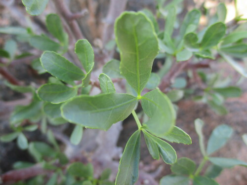 Commiphora oblanceolata