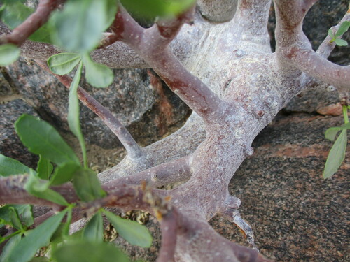 Commiphora oblanceolata