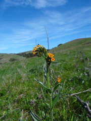 Amsinckia lycopsoides