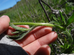 Amsinckia lycopsoides