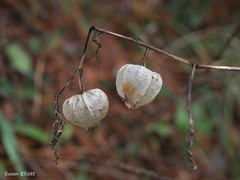 Physalis longifolia subglabrata