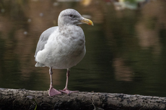 Larus glaucescens × occidentalis