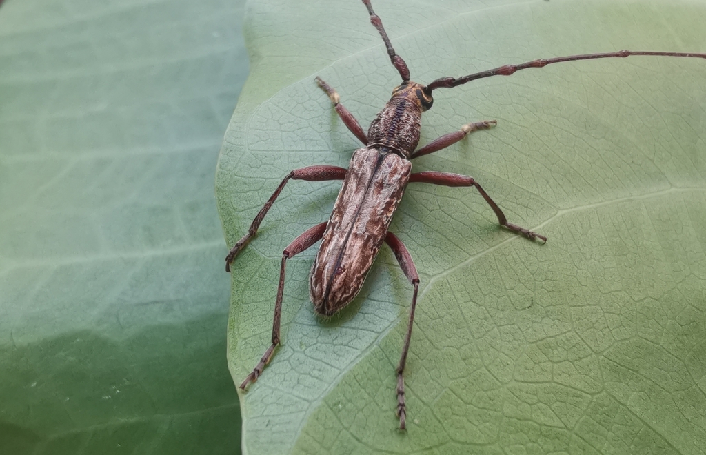 Dialeges undulatus