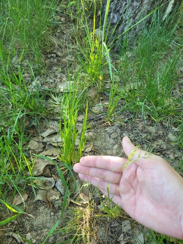 Наблюдение на iNaturalist