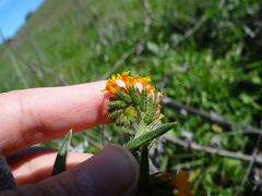 Amsinckia lycopsoides