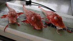 Peristedion miniatum