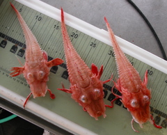 Peristedion miniatum