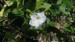 Mirabilis longiflora