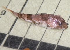 Myoxocephalus aenaeus