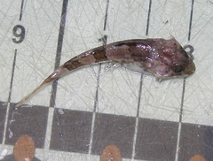 Myoxocephalus aenaeus