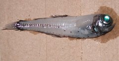 Glacier Lanternfish photo 3