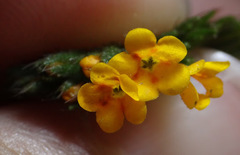 Amsinckia lycopsoides