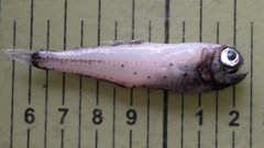 Glacier Lanternfish photo 1