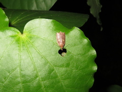Planotortrix excessana
