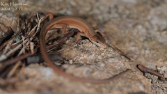 Takydromus wolteri
