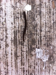 Oroperipatus eisenii