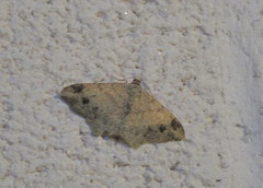 Macaria bicolorata