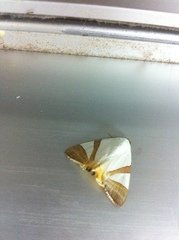 Eulepidotis rectimargo