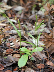 Pterostylis agathicola