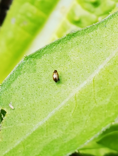 Longitarsus strigicollis