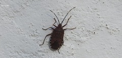 Urochela quadrinotata