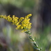Pine-barren Goldenrod - Photo (c) Tom Palmer, some rights reserved (CC BY-NC)