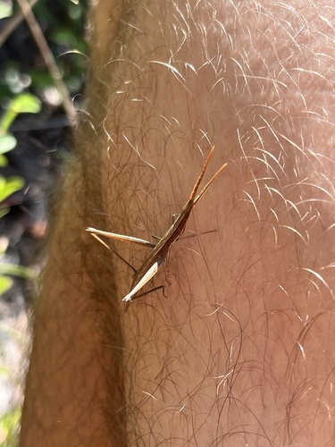 Long-headed Toothpick Grasshopper photo 4