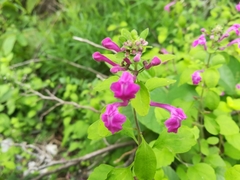 Scutellaria seleriana