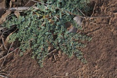 Euphorbia glyptosperma